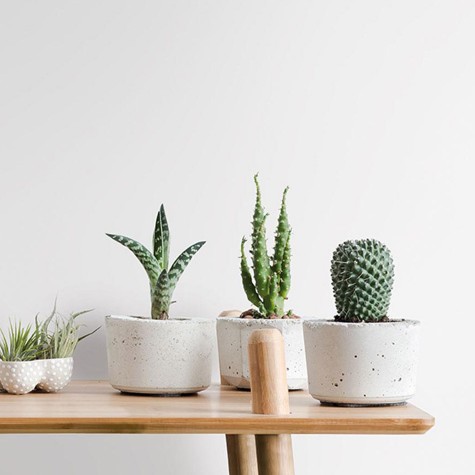 N3 Eggshell Velvet Grain